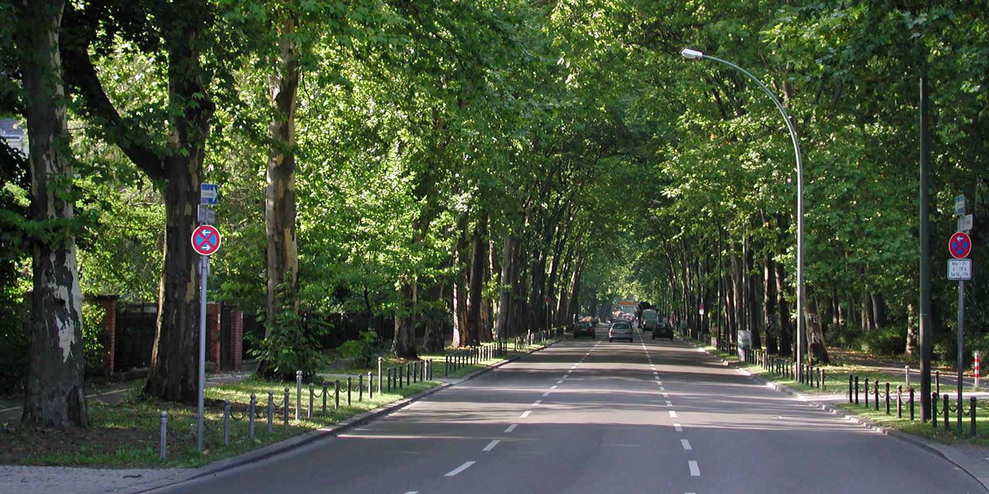 Straßenbäume an der Puschkinallee