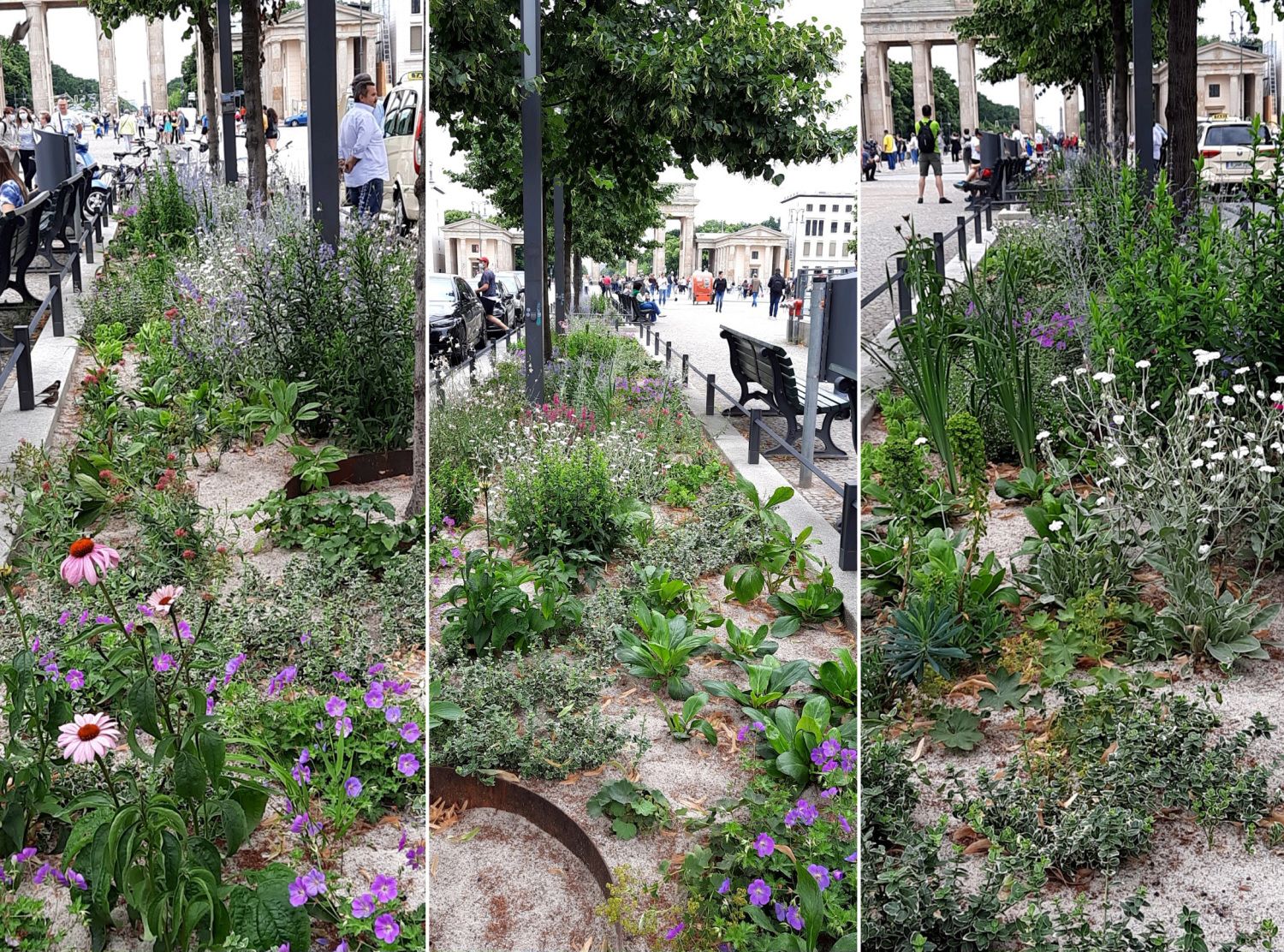 Beete im Mittelstreifen Unter den Linden