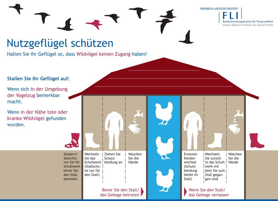 Infographik des FLI mit Informationen wie Geflügelhalter Ihr Nutzgeflügel schützen können