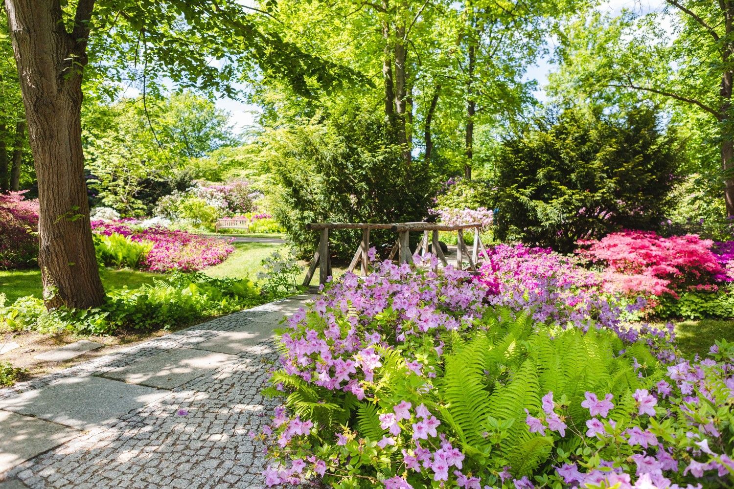 Auf der rechten Seite ein Beet mit blühenden hellrosa Blüten und hellgrünem Farn dazwischen. Neben dem Bett ein kleiner gepflasteter Weg. Daneben ein weiteres Bett mit einem Baum und weiteren lila blühenden Blumen