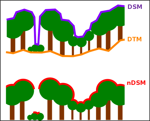 Fig. 3: Principle for generating a normalised Digital Surface Model (nDSM)
