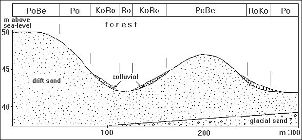 soil association of dunes of fine sand