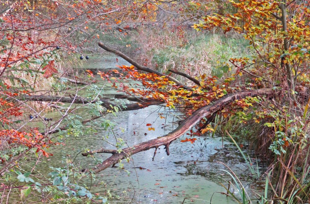 Wald mit Wasser auf dem Boden im Herbst