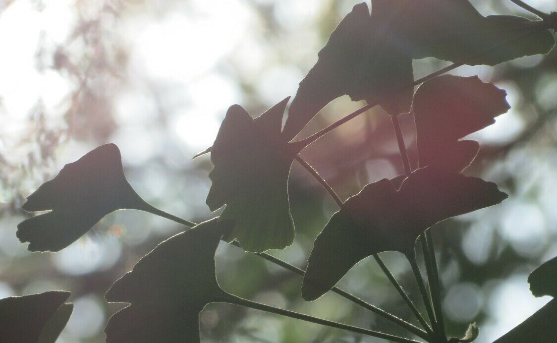 Grünpflanzen im Botanischen Garten