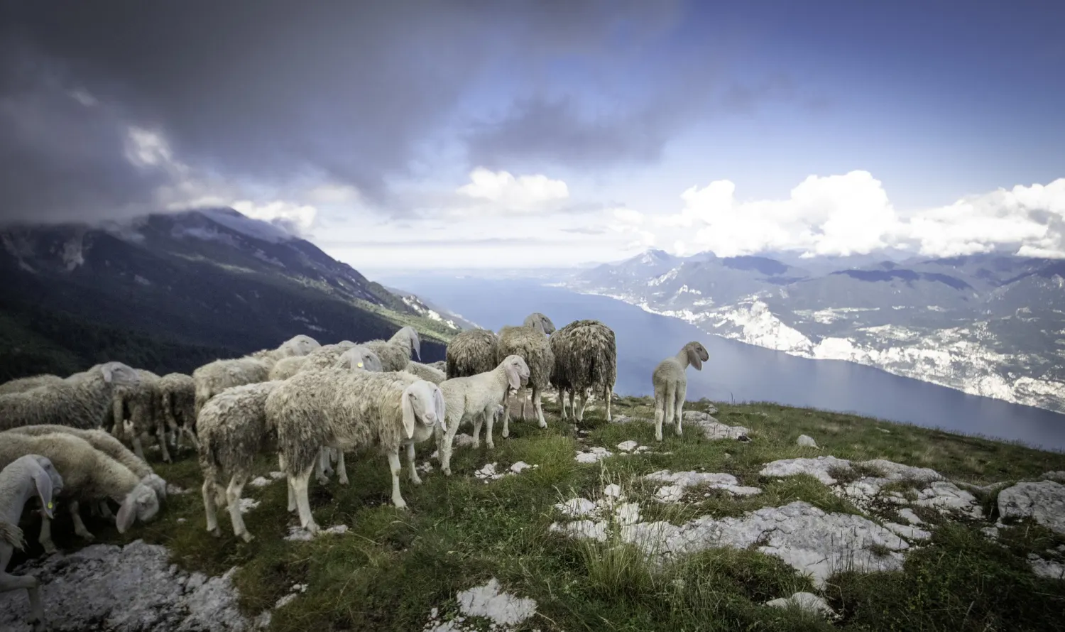 Eine Herde Schafe und Lämmer stehen auf einer felsigen Wiede und schauen in ein Tal mit ienem Fluss, der Himmel ist in de rlinken Hälfte dunkel und der rechten Hälfte hell bis sonnig