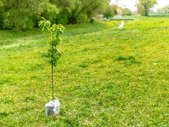 Junger Baum mit grünem Laub in einem weißen Pflanzsack auf einer Wiese mit gelben Blumen