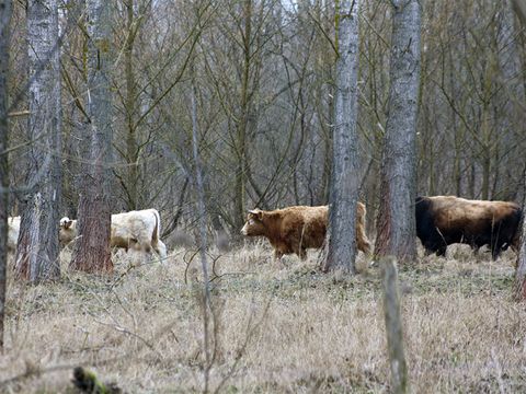 Grasende Rinder im Wald, 2014