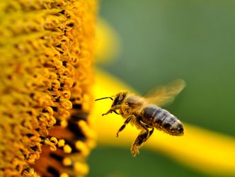 Biene an einer Sonnenblume