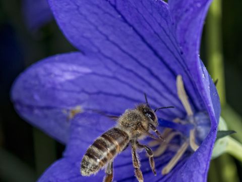 Biene vor einer blauen Blume