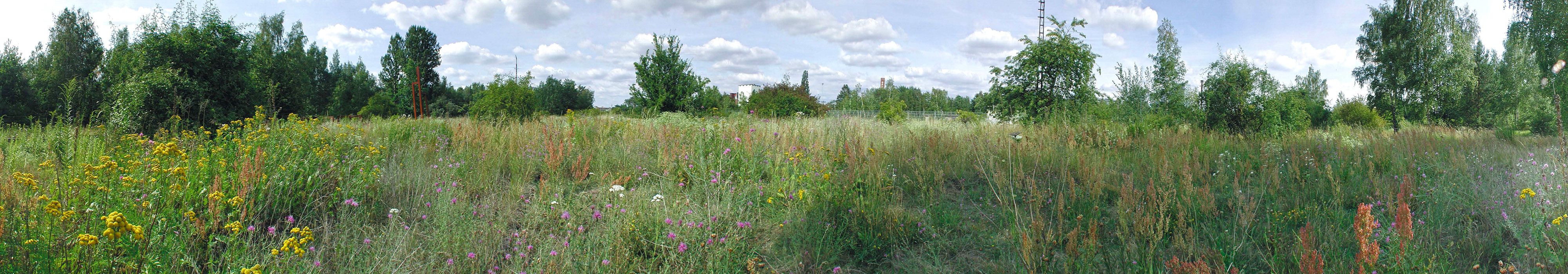 Bildvergrößerung: Ein 360-Grad-Panorama zeigt eine ausgedehnte Wiese mit hohen Gräsern, umgeben von dichten Büschen und vereinzelten Bäumen. Etwa in der Mitte sichert ein Zaun die angrenzende Bahntrasse. Dahinter ragen einzelne Gebäude und Masten auf. Im Vordergrund dominieren farbige Blüten die Offenfläche. Ein dichter Teppich halbhoher gelber Blütenkörbchen - links im Bild - geht über in einen Abschnitt mit violetten Blüten und weißer, schirmförmiger Schafgarbe. Daran schließen sich Kräuter und Gräser mit bräunlichen Blüten- und Samenständen an.