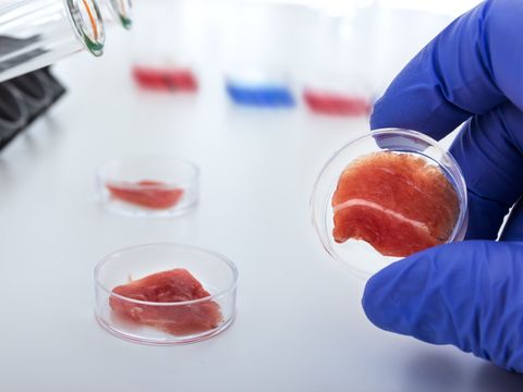 Laborant hält Petrischale mit einem Stück rohem Fleisch in der Hand