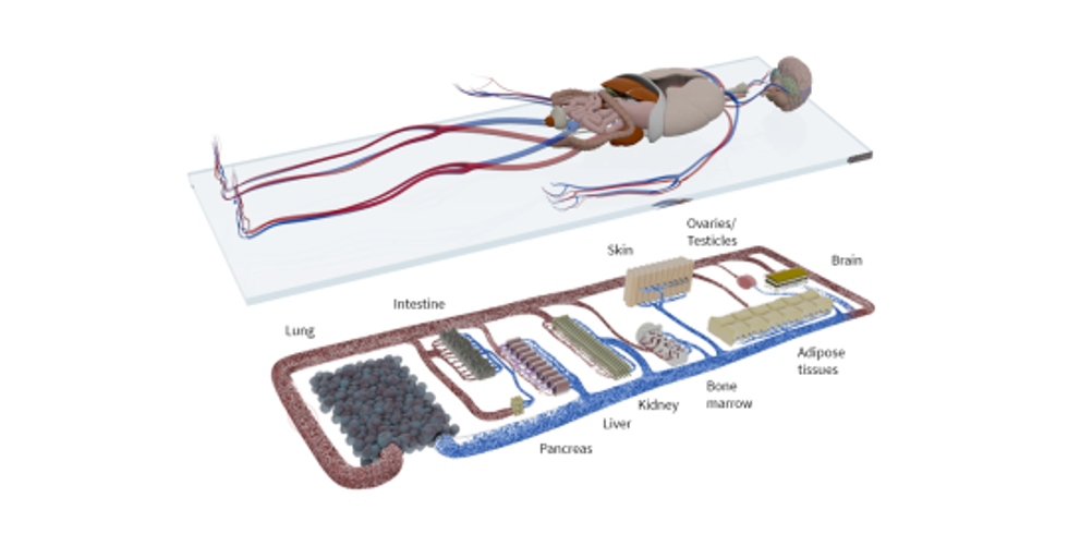 Skizzierte Darstellung des menschlichen Körpers und seinen Organen dem gegenübergestellt Skizze eines denkbaren Computermodells