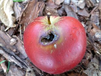 Fäule nach Apfelwicklerbefall