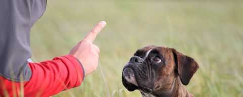Mann hält seinen Zeigefinger ermahnend vor das Gesicht seines Hundes
