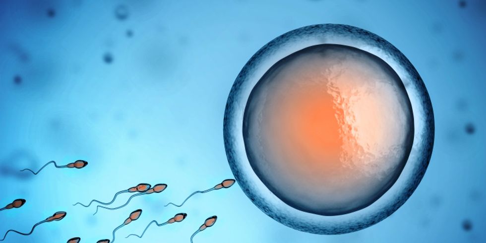 Spermium und Eizelle