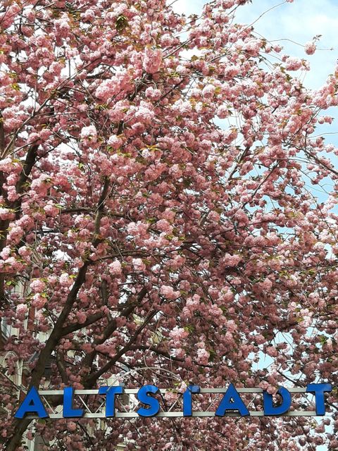 Ein Traum in Zartrosa: Kirschblüte in der Bonner Altstadt (April 2023)