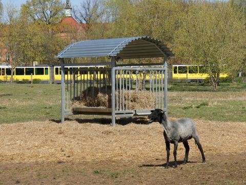 Schafe im Landschaftspark Herzberge