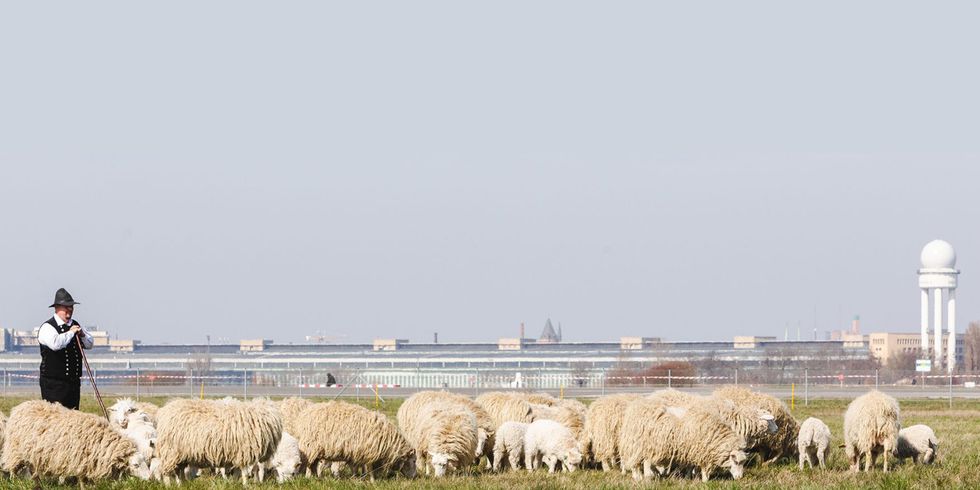 Beweidung mit Schafen auf dem Tempelhofer Feld