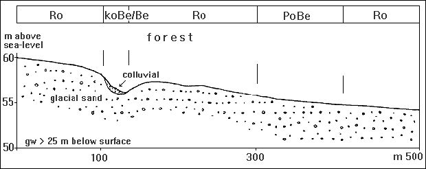 soil association of moraine areas (outwash plain) of glacial load sand