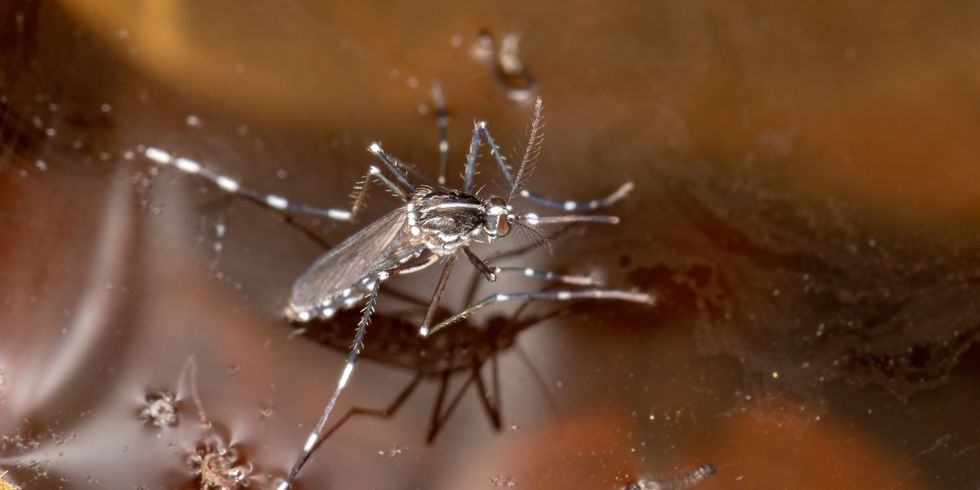 Erwachsene Asiatische Tigermücke der Art Aedes albopictus