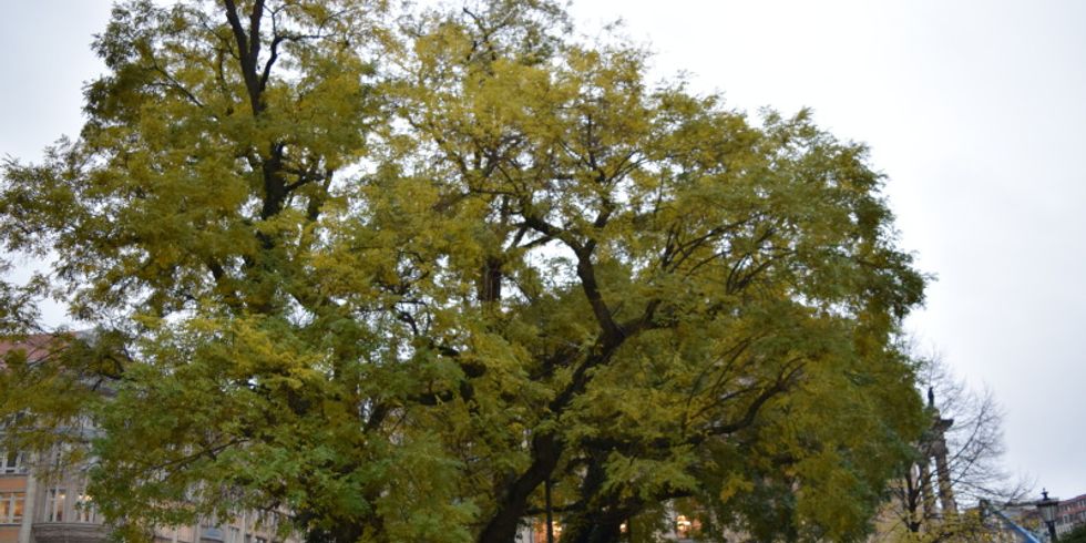 Die Japanischen Schnurbäume auf dem Gendarmenmarkt sind ein Naturdenkmal