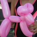 Bildvergrößerung: Fertiger, pinker Luftballon Pudel.