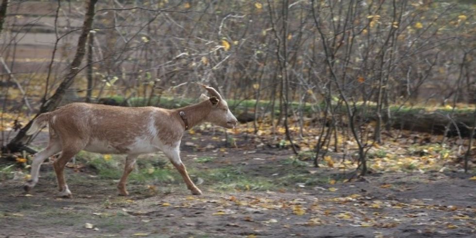 Fünf Jahre "Erlebniswelt Tier und Natur" im Volkspark Jungfernheide