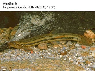 Enlarge photo: 02 Weatherfish - Misgurnus fossilis (Linnaeus, 1758)