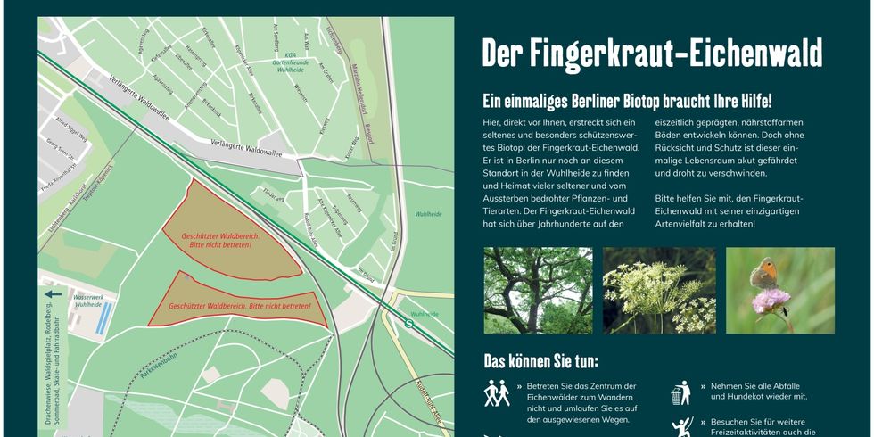 Der Fingerkraut Eichenwald