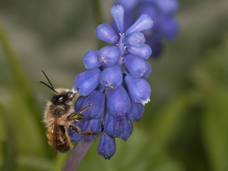 Eine Rostrote Mauerbiene saugt an einer glockenförmigen Blüte einer blauen Traubenhyazinthe. Das kleine rotbraun-pelzige Insekt besitzt zwei Flügelpaare. Im Hintergrund der Nahaufnahme unscharfe grüne Gräser. 