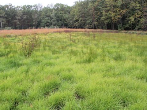 Bildvergrößerung: Ein Blick über ein dicht mit Gräsern bewachsenes grünes Moor. Hier und da ragen einzelne höhere Pflanzen auf. Im Hintergrund rahmt ein Gürtel aus braunen Gräsern die offene Fläche ein, ein Waldrand säumt das Moor. 