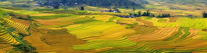 Terrassenreisfelder_in_Vietnam