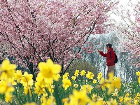 Narzissen und blühende Kirschblüten - Blütenpracht in den Gärten der Welt 
