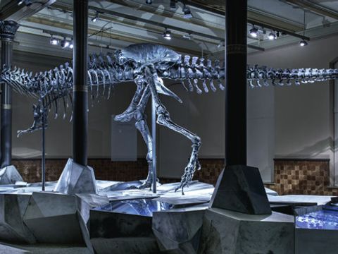 Das 12 Meter lange Skelett des Tyrannosaurus rex