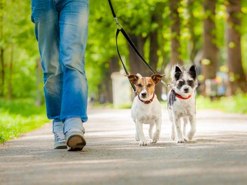 Zwei kleine Hunde werden von einer Frau an einer Leine durch den Park geführt