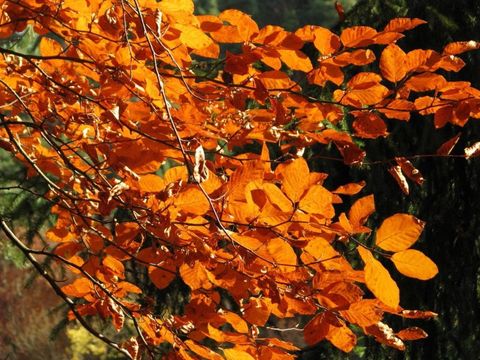 Bildvergrößerung: Blätter der Rot-Buche mit Herbstfärbung 