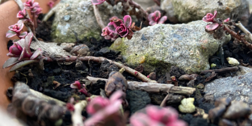 Kleine Pflänzchen wachsen in einem Steingarten.