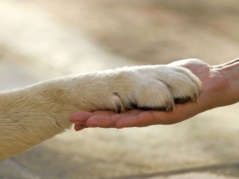 menschliche Hand hält Hundepfote