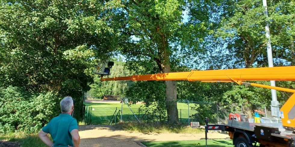 Grünflächenamt saugt Eichenprozessionsspinner aus den Bäumen am Hans-Rosenthal-Sportplatz