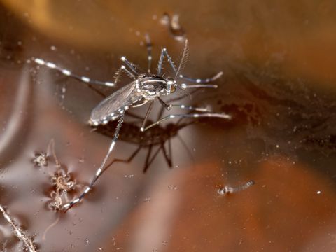Erwachsene Asiatische Tigermücke der Art Aedes albopictus