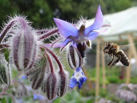 Bildvergrößerung: Eine Biene ist im Anflug auf eine herabhängende blau-violette Borretsch-Blüte. Von der Blütenmitte gehen sternförmig fünf spitz zulaufende zarte Kelchblätter ab. Weitere Blüten sind noch geschlossen. Auch sie hängen, an violetten Stängeln, nach unten und sind weiß behaart. Verschwommen im Hintergrund sind weitere blaue Borretschblüten und ein bepflanztes Beet des Gemeinschaftsgartens „himmelbeet“ auszumachen. 