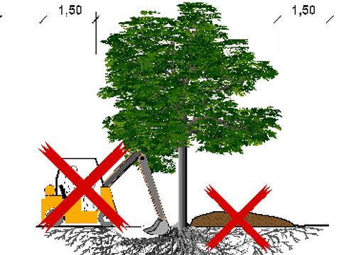 Baumschutz 4