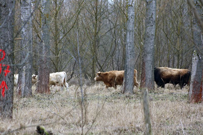 Bildvergrößerung: Grasende Rinder im Wald, 2014