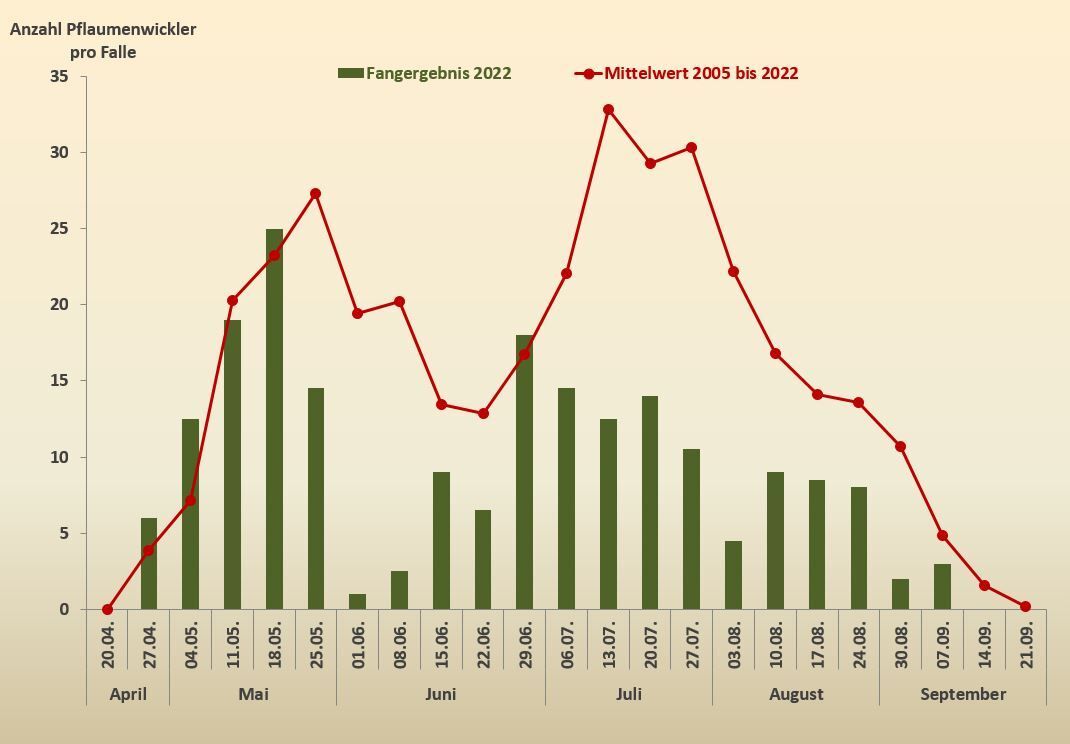 Jahreszyklus des Pflaumenwicklers 2022 im Vergleich mit dem Mittelwert