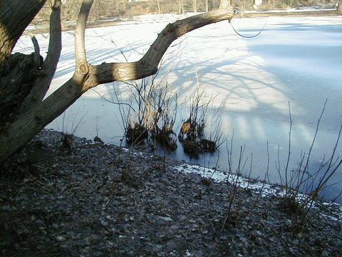 Der Lietzensee im Winter