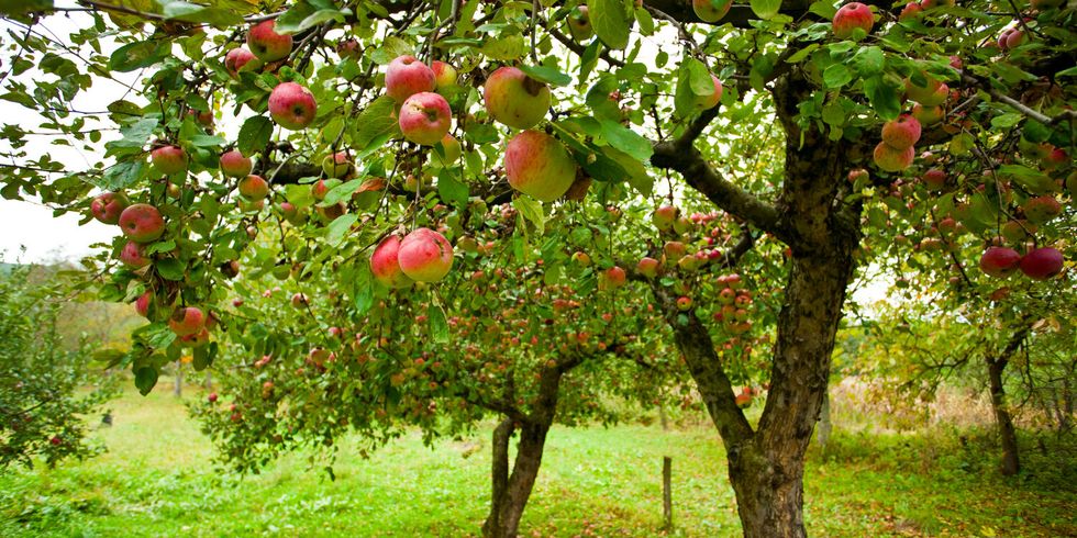 Apfelbäume mit roten Äpfeln