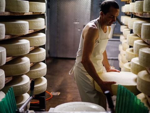 Viele große Laibe Käse übereinander aufgestapelt in mehreren Regalen. Im Vordergrund ein Mann, in einer weißen Schürze, der gerade eien Laib Käse aus dem Regal zieht 