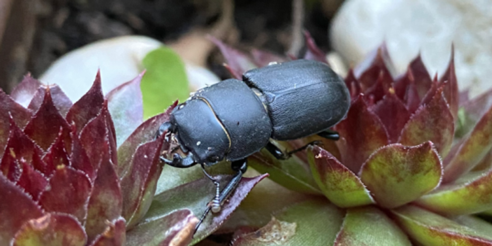 Ein Käfer sitzt auf Blättern einer Pflanze und zerteilt diese mit seinem Beißscheren.