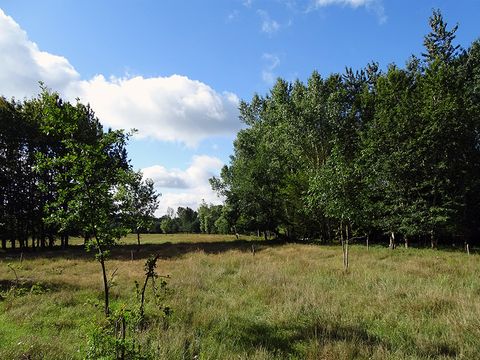 Hobrechtswald, 2015 - Die Entwicklung des Hobrechtswaldes zum Erholungswald gestaltete sich schwierig.