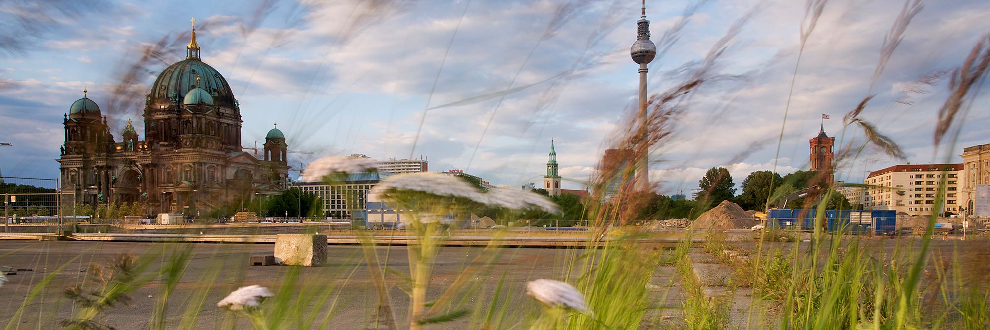 Ein weiter Panoramablick über die riesige Brachfläche in Berlin-Mitte, wo heute das neu errichtete Stadtschloss steht. Unscharf im Vordergrund ragen drei weiße Schirmchenblüten von Schafgarben zwischen grünen und braunen Gräsern auf. In der Ferne erheben sich der Berliner Dom, die Marienkirche, der Fernsehturm und der Turm des Roten Rathauses in den blauen bewölkten Himmel.